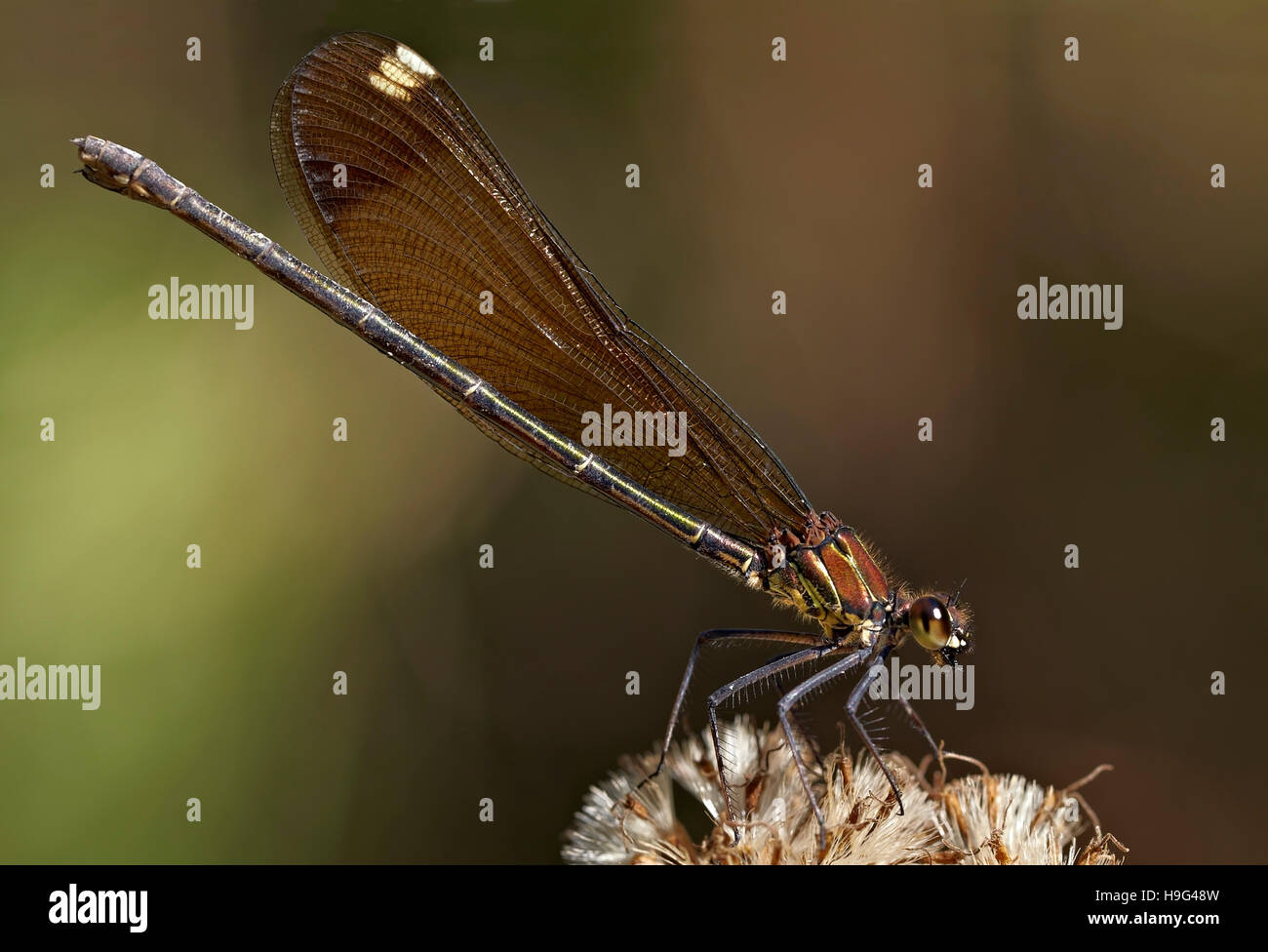Female damselfly. Calopteryx haemorroidalis. Stock Photo