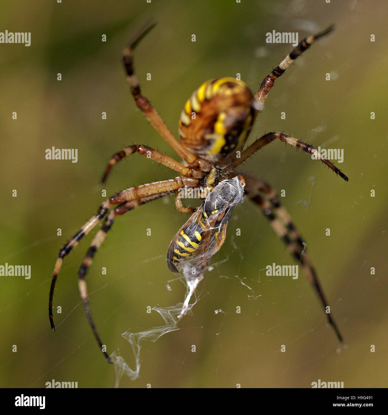 Female Wasp spider hunting. Argiope bruennichi. Stock Photo