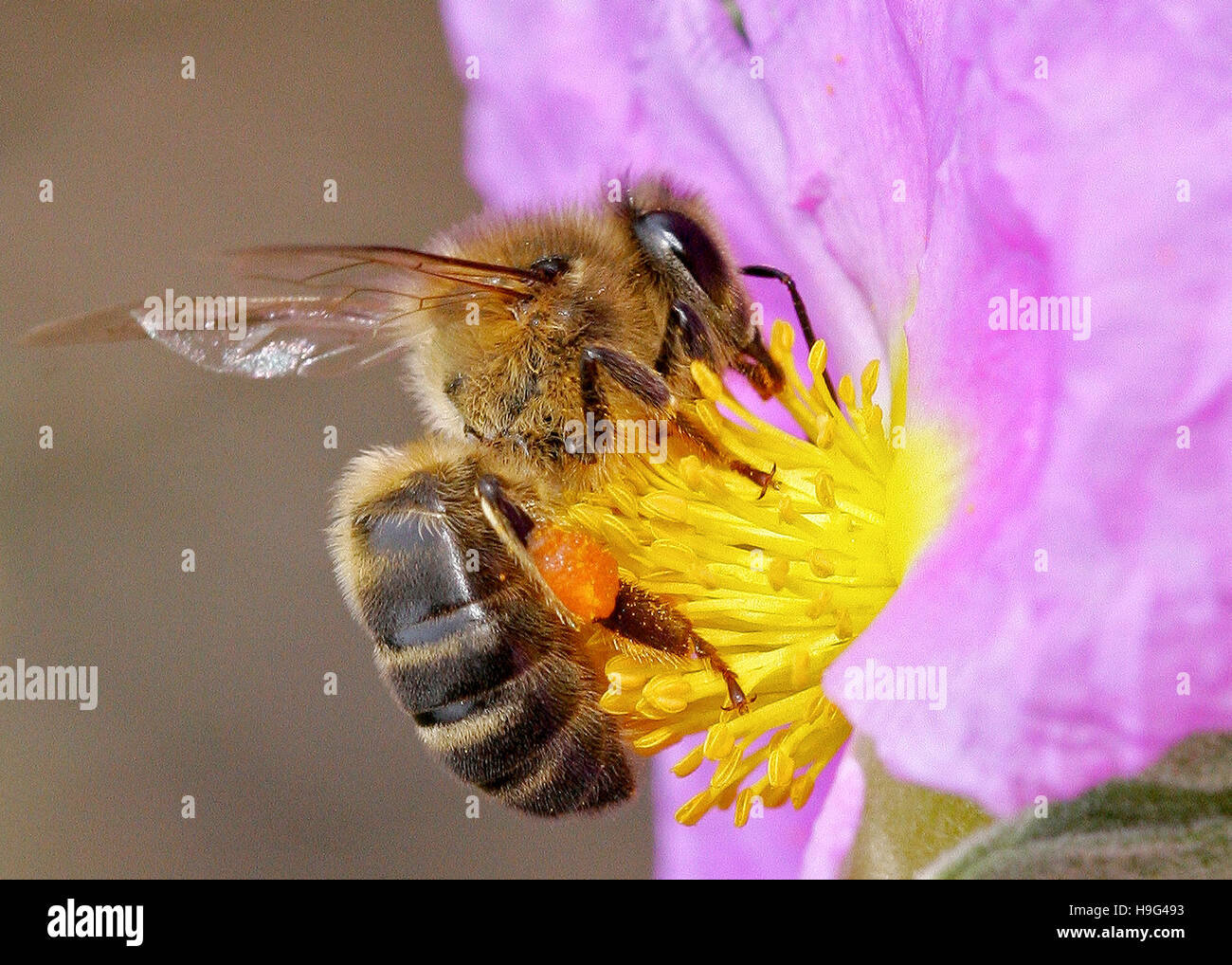 Bee over Cistus flower. Apis melifera. Stock Photo
