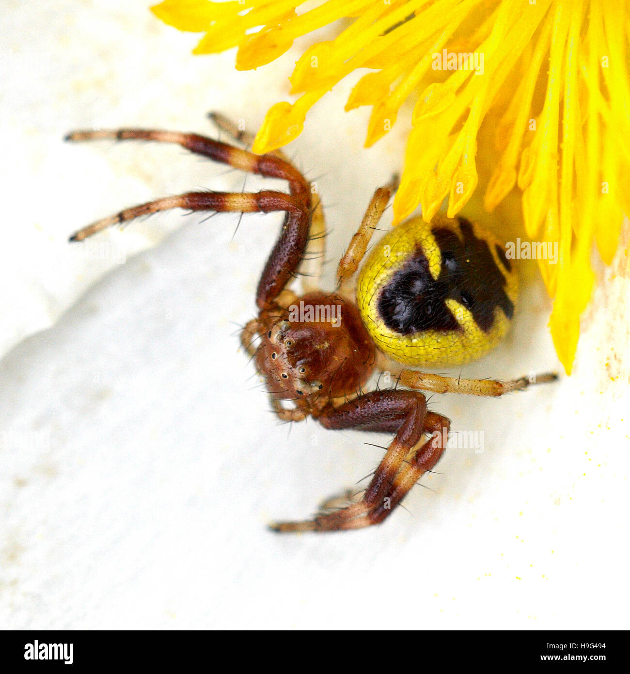 Female crab spider. Synema globosum. Stock Photo