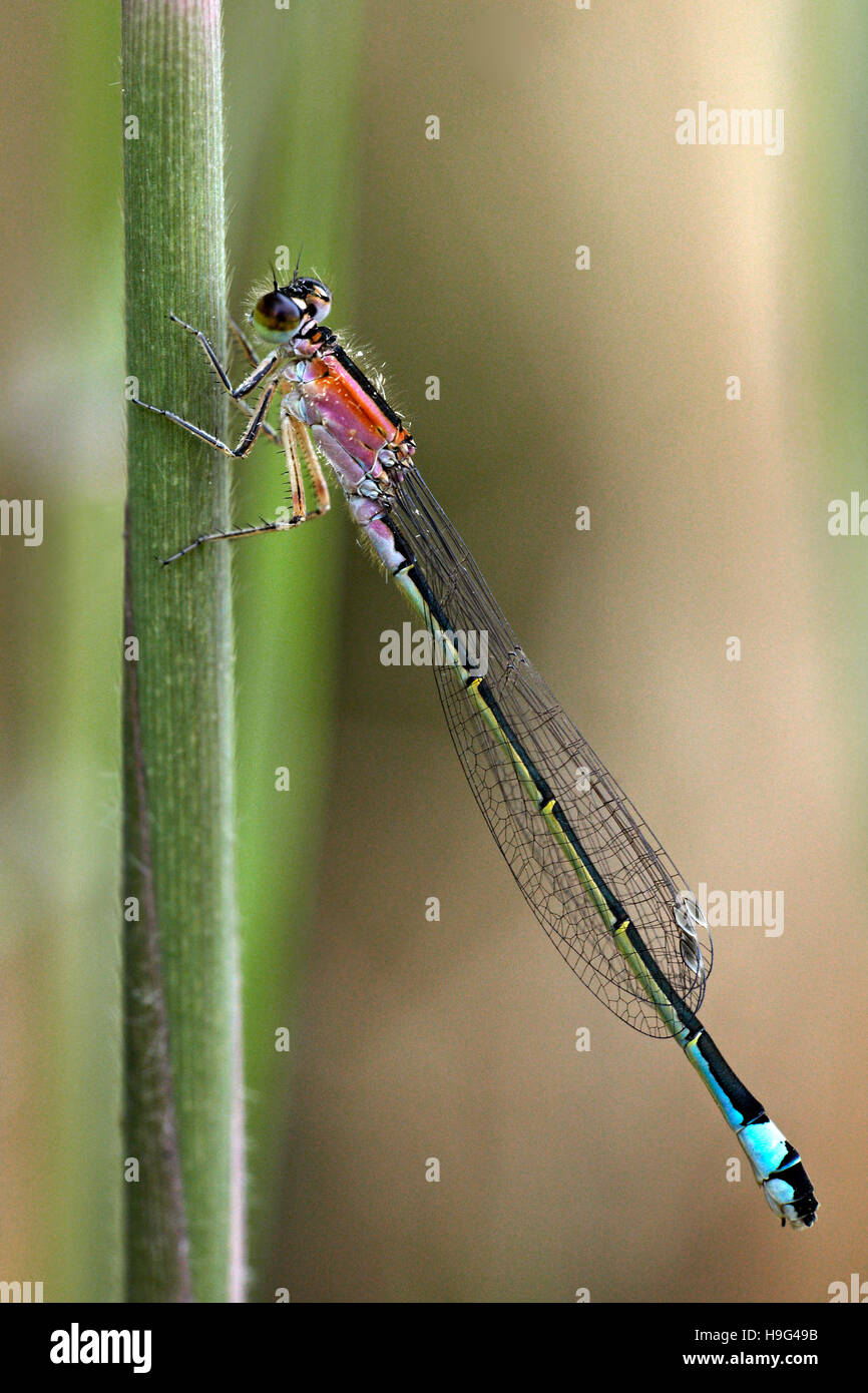 Female Damselfly. Ischnura elegans. Stock Photo
