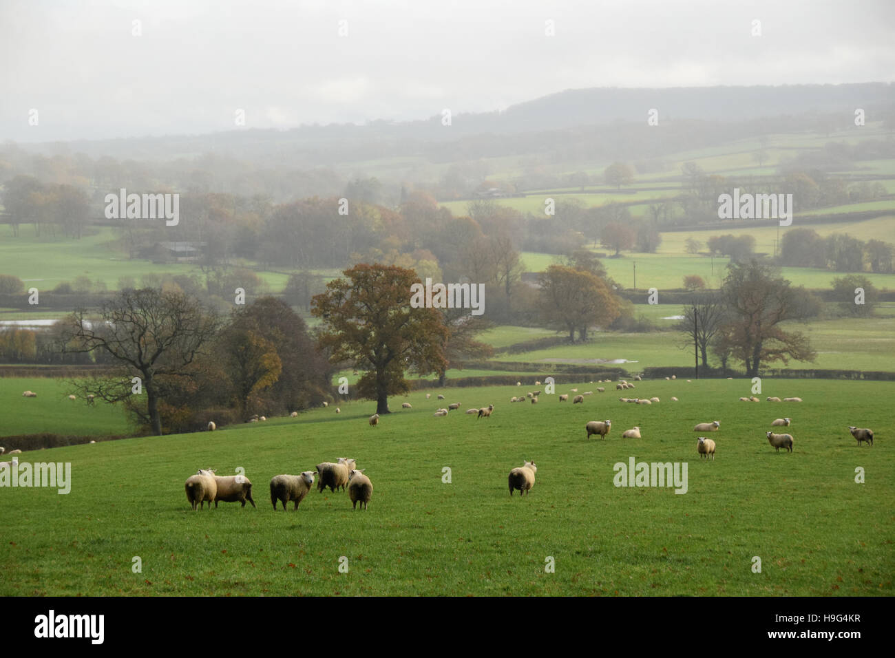 Sheep in a wet Devon field Stock Photo