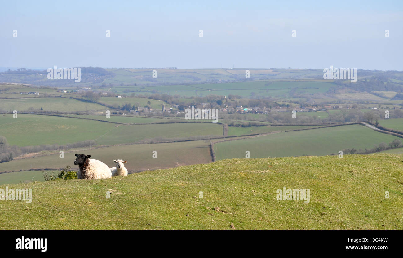 Sheep on Pilsdon Pen, Dorset - Stock Image