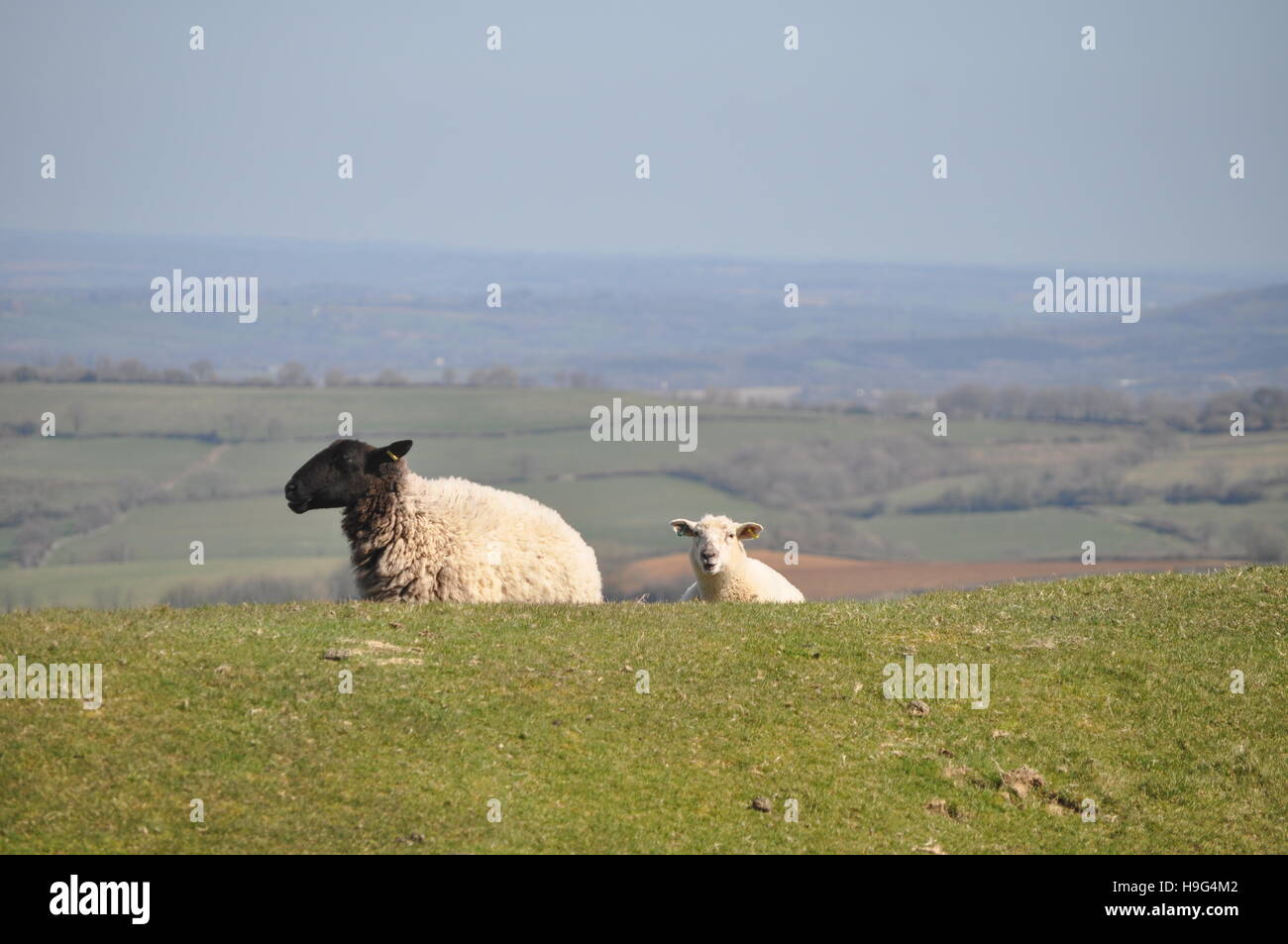Sheep on Pilsdon Pen, Dorset - Stock Image