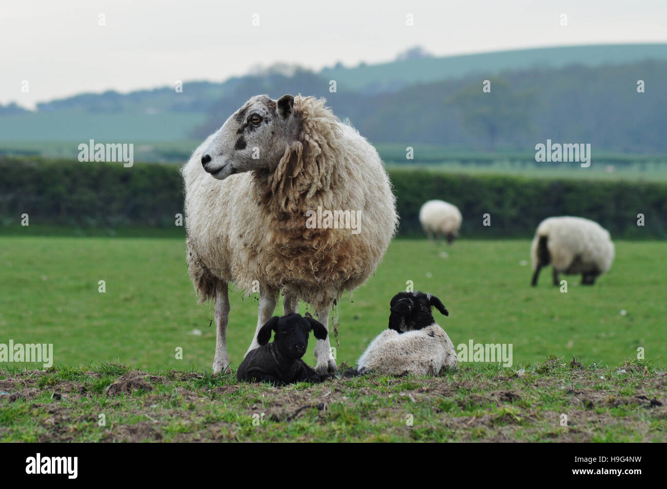 Sheep and lambs - Stock Image