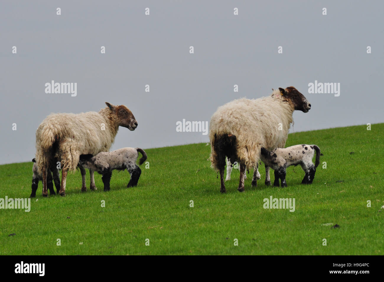 Sheep and lambs - Stock Image