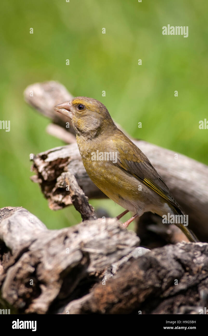 Vertical portrait of European greenfinch, Chloris chloris, adult male perched on a branch. Stock Photo