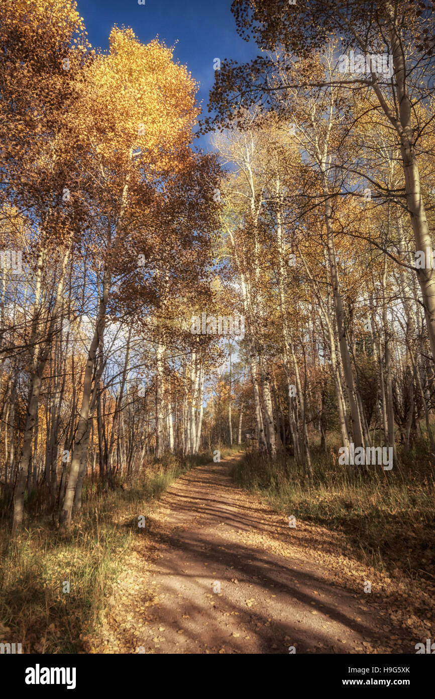 Aspen trees line the dirt road in the country. Stock Photo