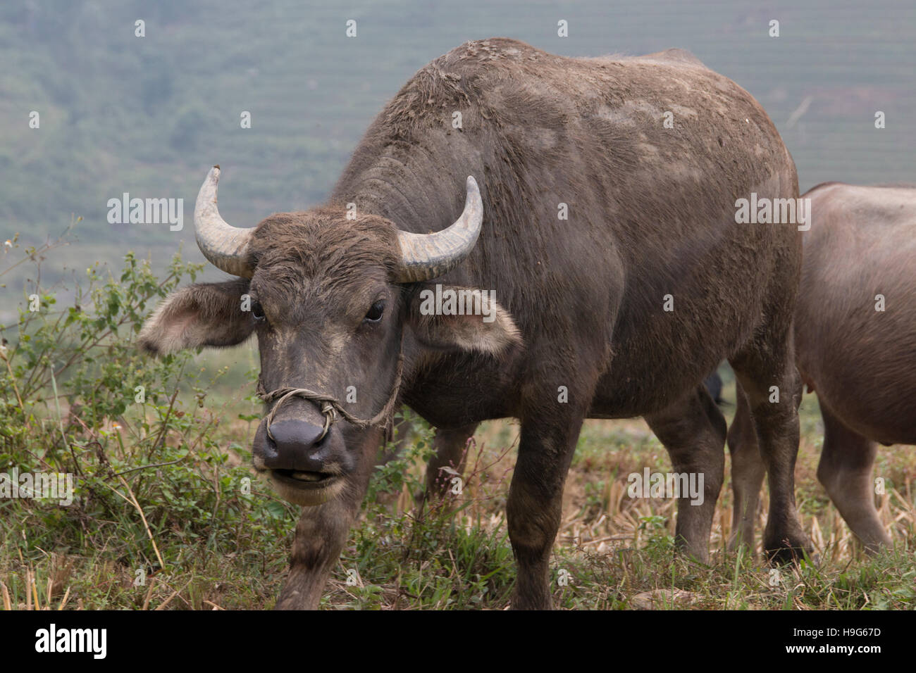 Angry loking water buffalo field Stock Photo