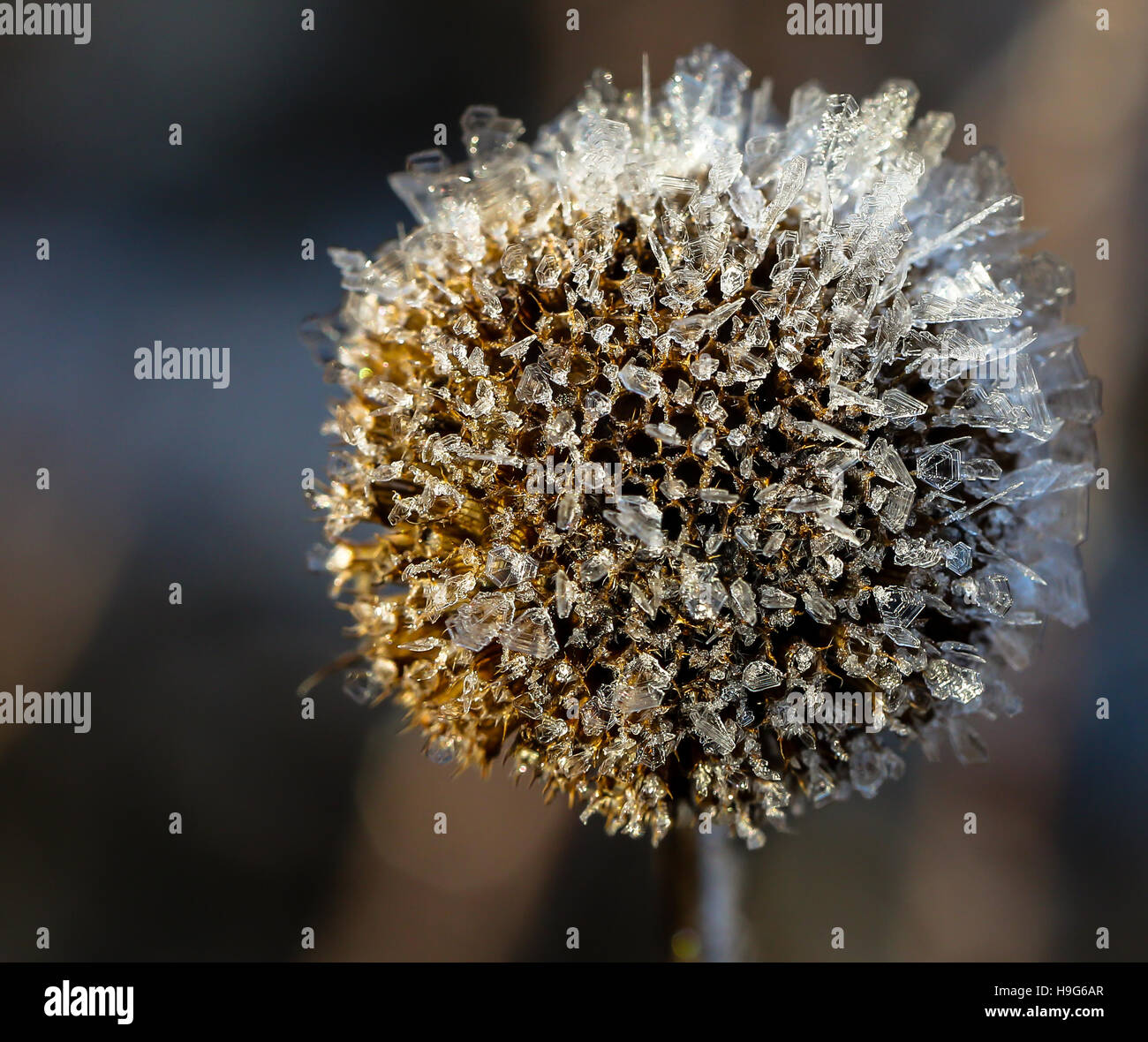Photo of a weed hi-res stock photography and images - Alamy