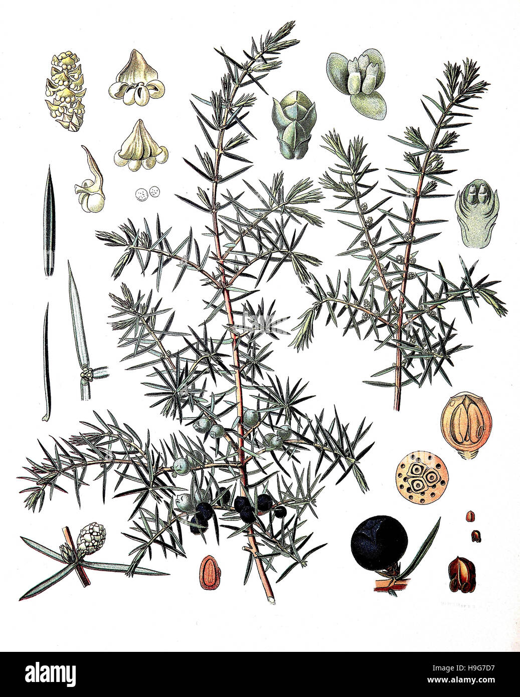 Juniperus communis, the common juniper, is a species of conifer in the genus Juniperus, Medicinal plant Stock Photo