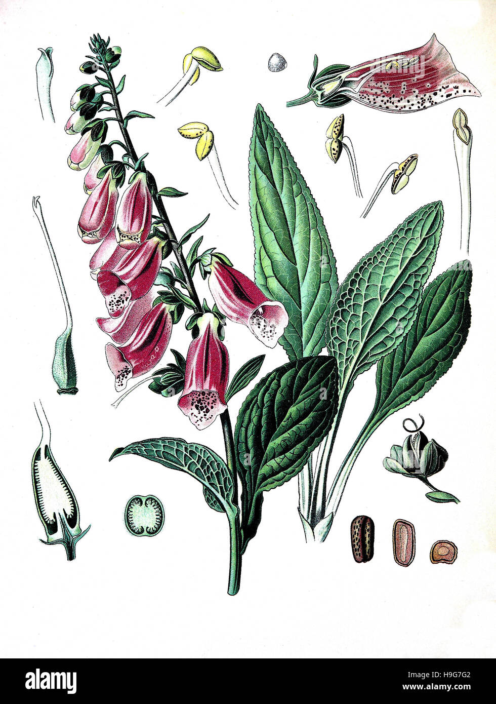 Digitalis purpurea, foxglove, common foxglove, purple foxglove or lady's glove, Medicinal plant Stock Photo