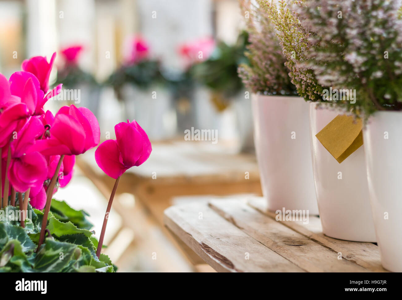Pots with the planted bush of heather and pink flowers on a wooden table. Shallow depth of field. Defocused blurry background. Stock Photo