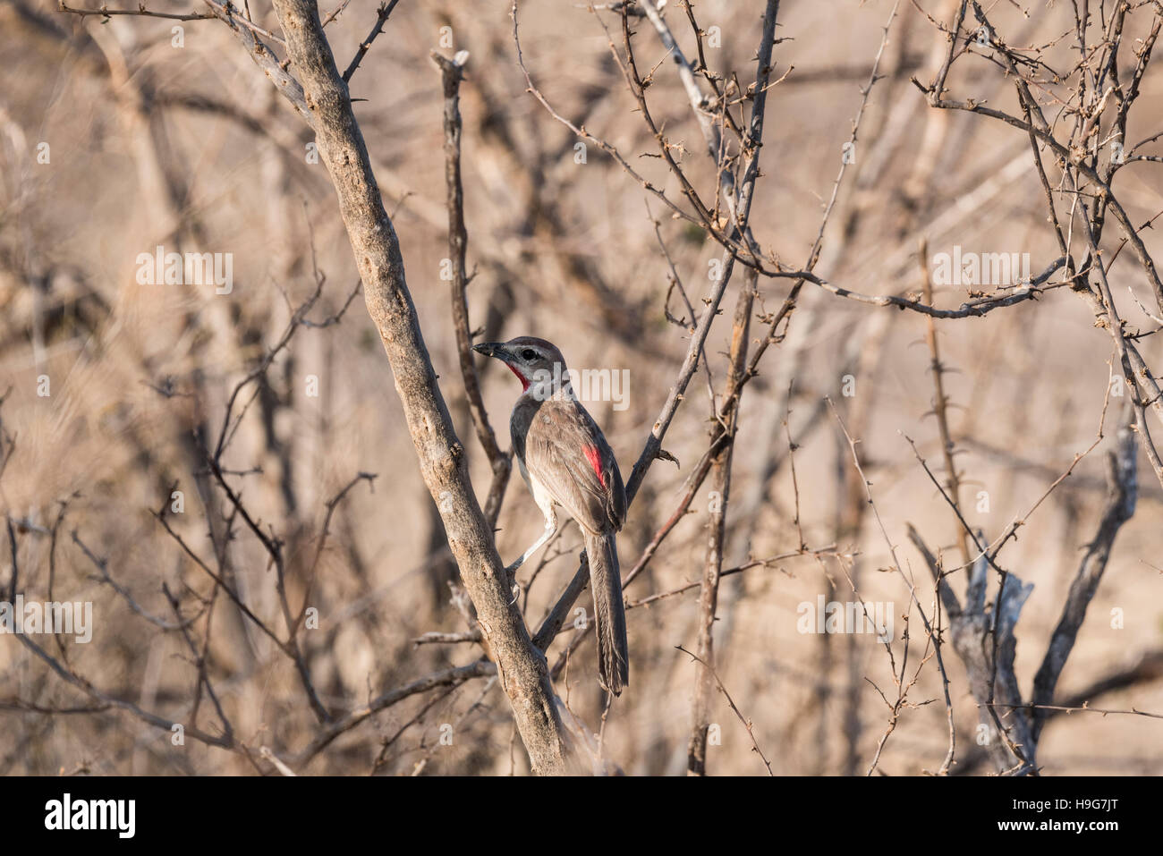 A Rosy Patched Bush-Shrike perched in a tree Stock Photo