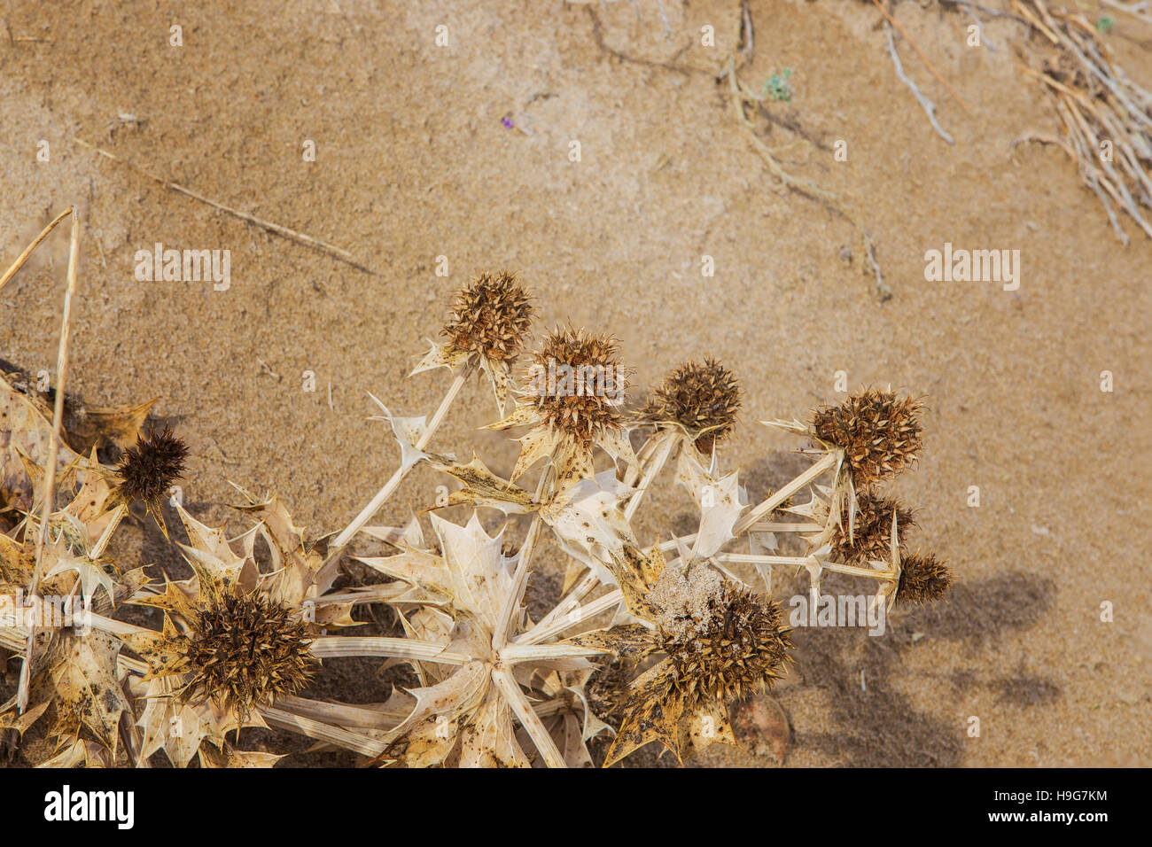 Eryngium maritimum on the beach, Spain Stock Photo Alamy