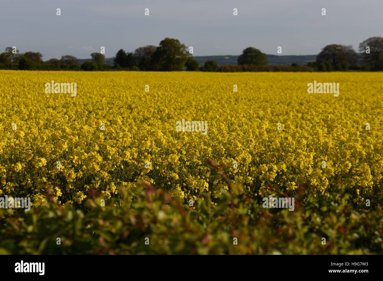 Oilseed rape crop looking healthy and ready to harvest Stock Photo