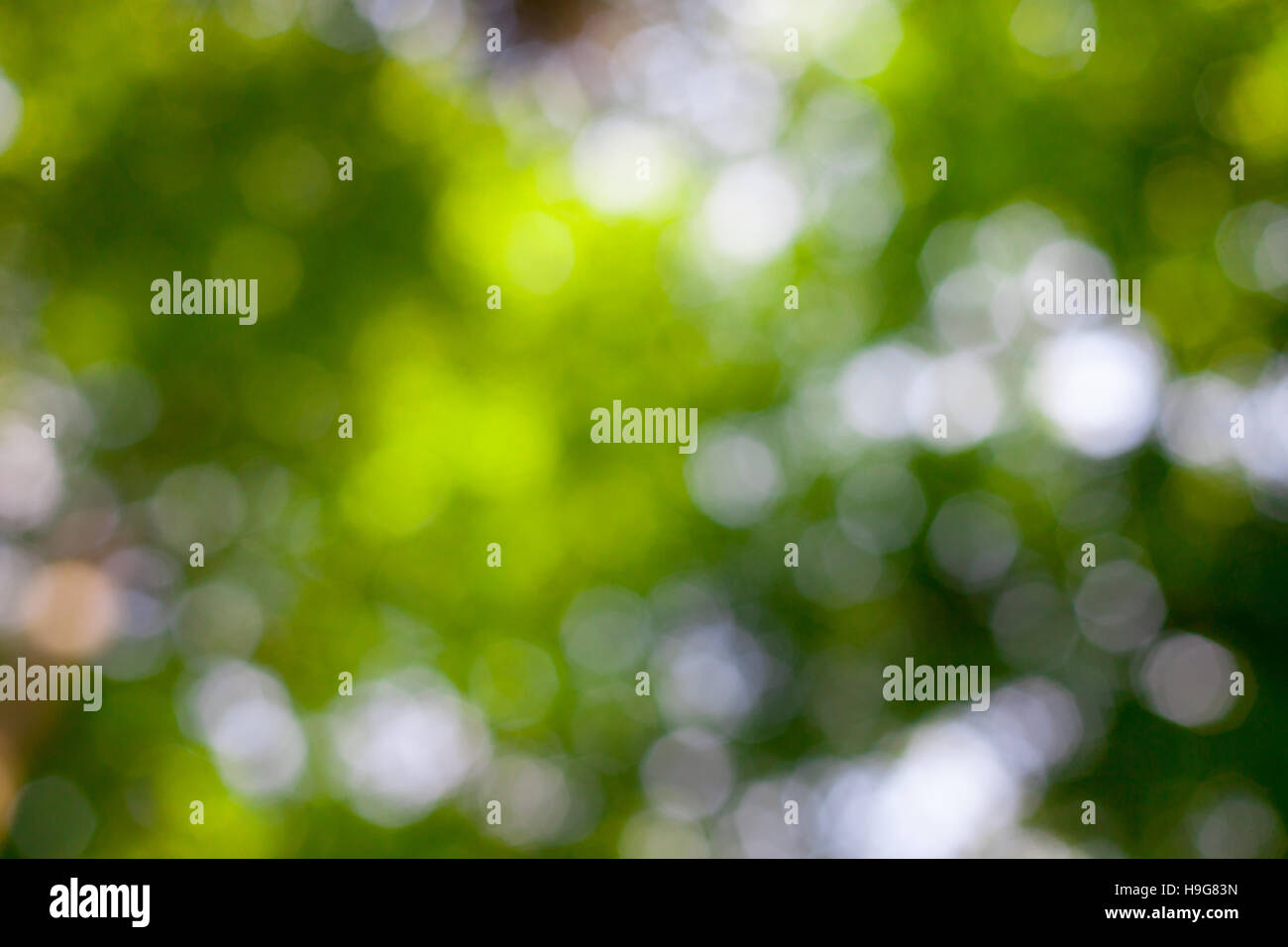 Bokeh with leaf hi-res stock photography and images - Alamy