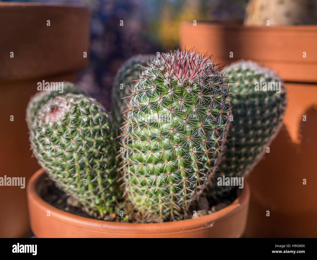 Potted cactus hi-res stock photography and images - Alamy