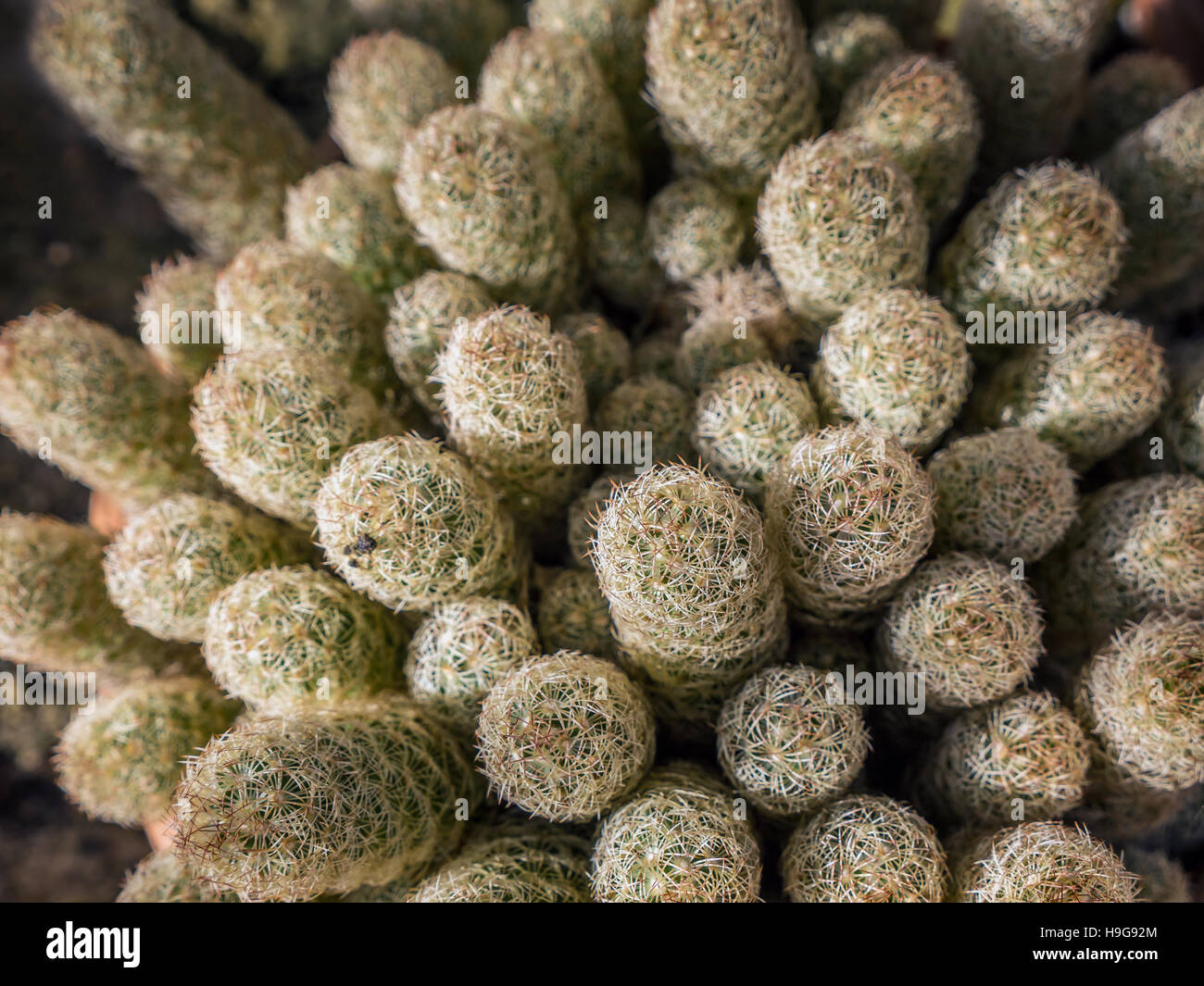 Spiked cactus hi-res stock photography and images - Alamy
