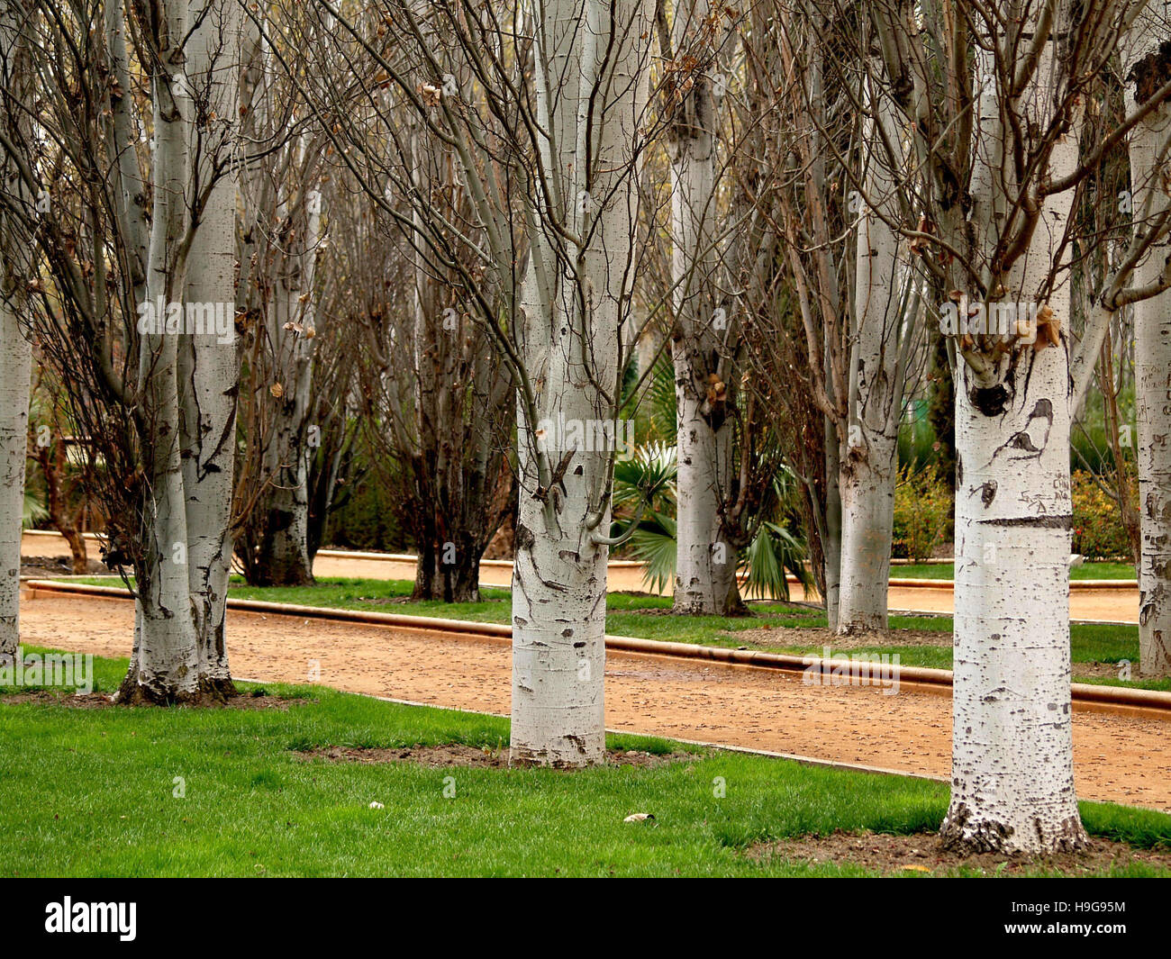 Tall white poplar trees hi-res stock photography and images - Alamy