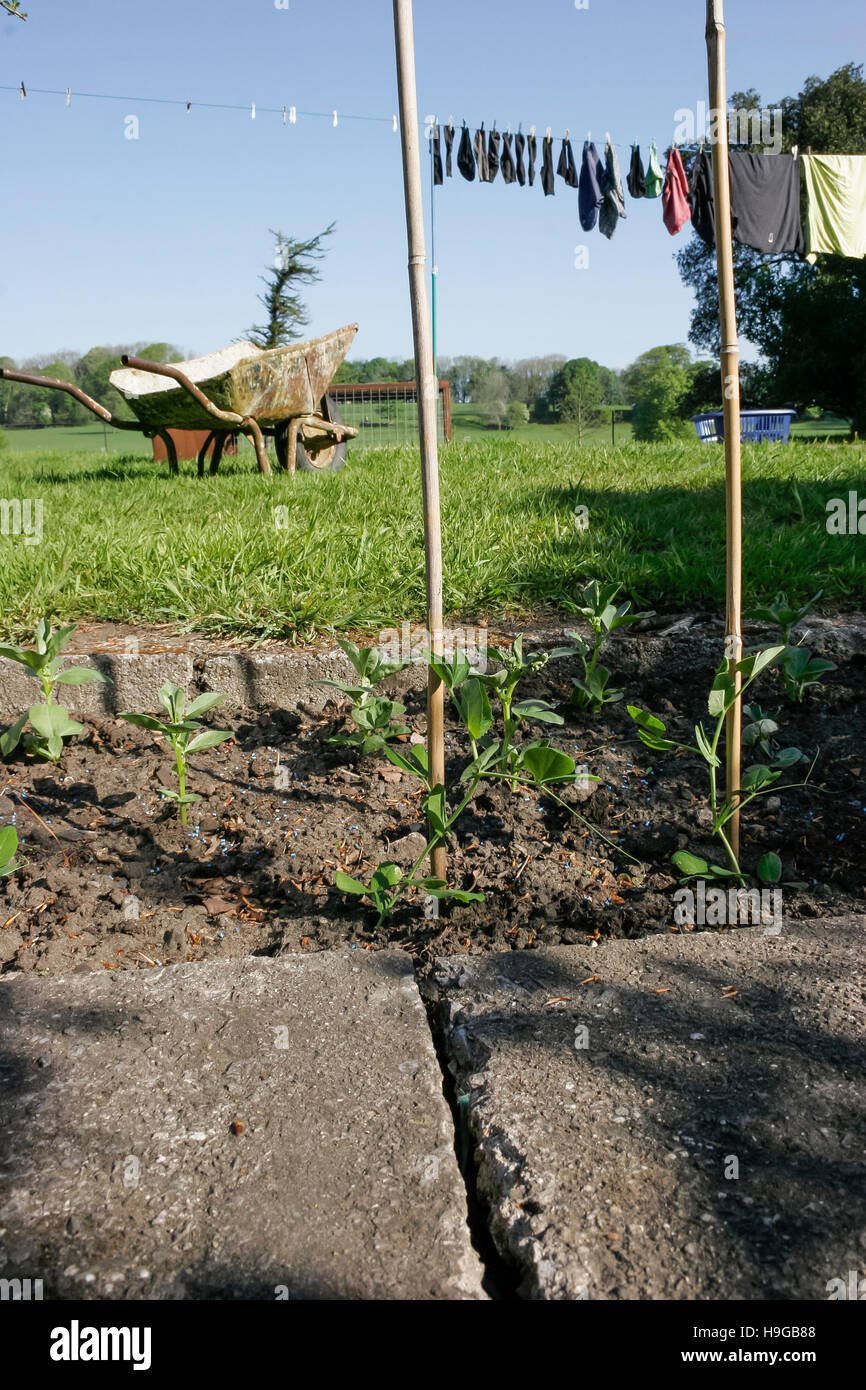 growing your own vegetables in summer garden Stock Photo