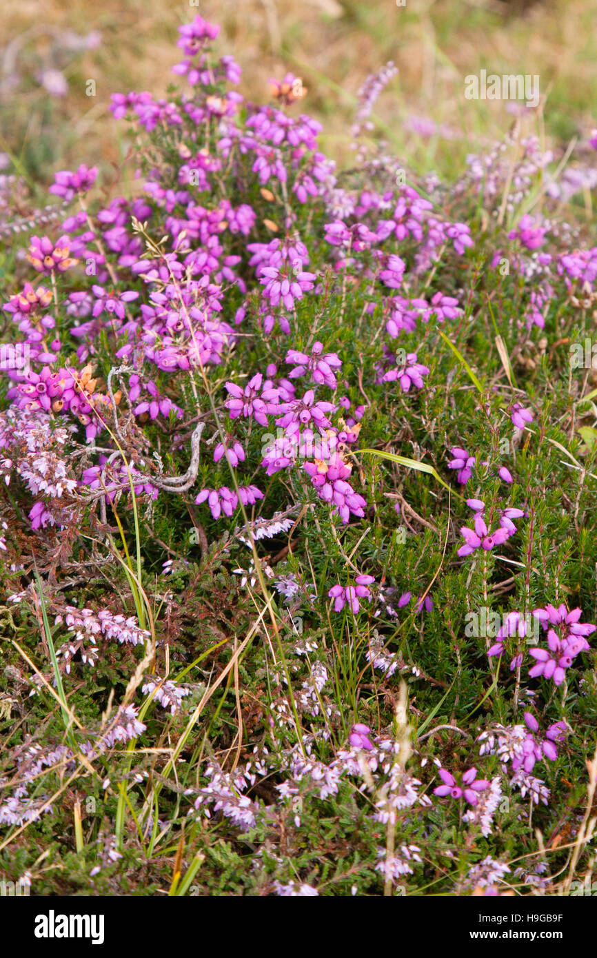 Plants, Flowers, Bell Heather, Erica cinerea, deep pink to purple bell shaped spikes of flowers on stems growing wild in the New Forest. Stock Photo