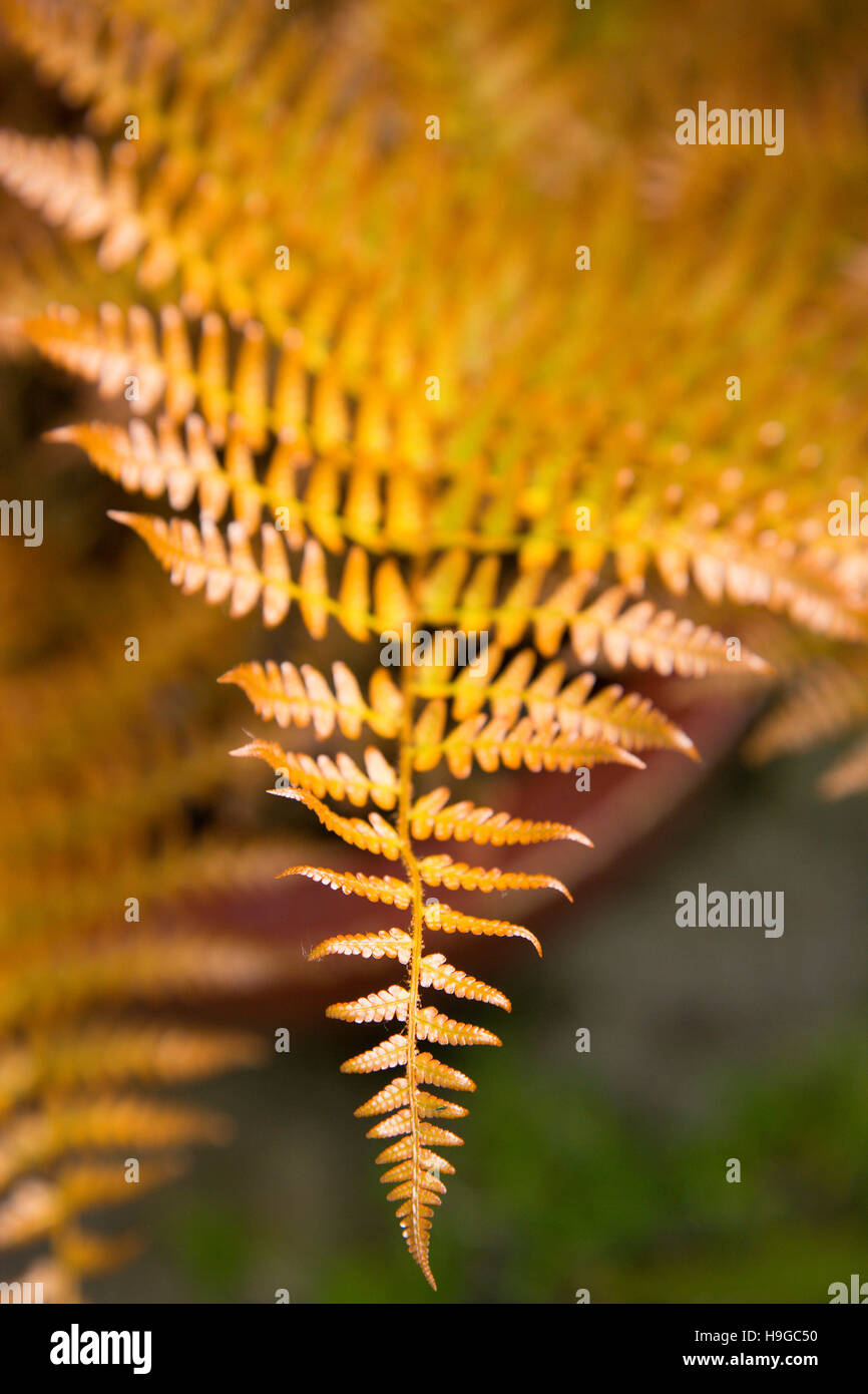 Plant, Autumn Fern, Japanese Shield Fern, Dryopteris erythrosora