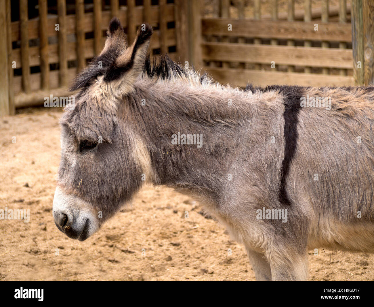 African donkey in the stable of a farm Stock Photo Alamy