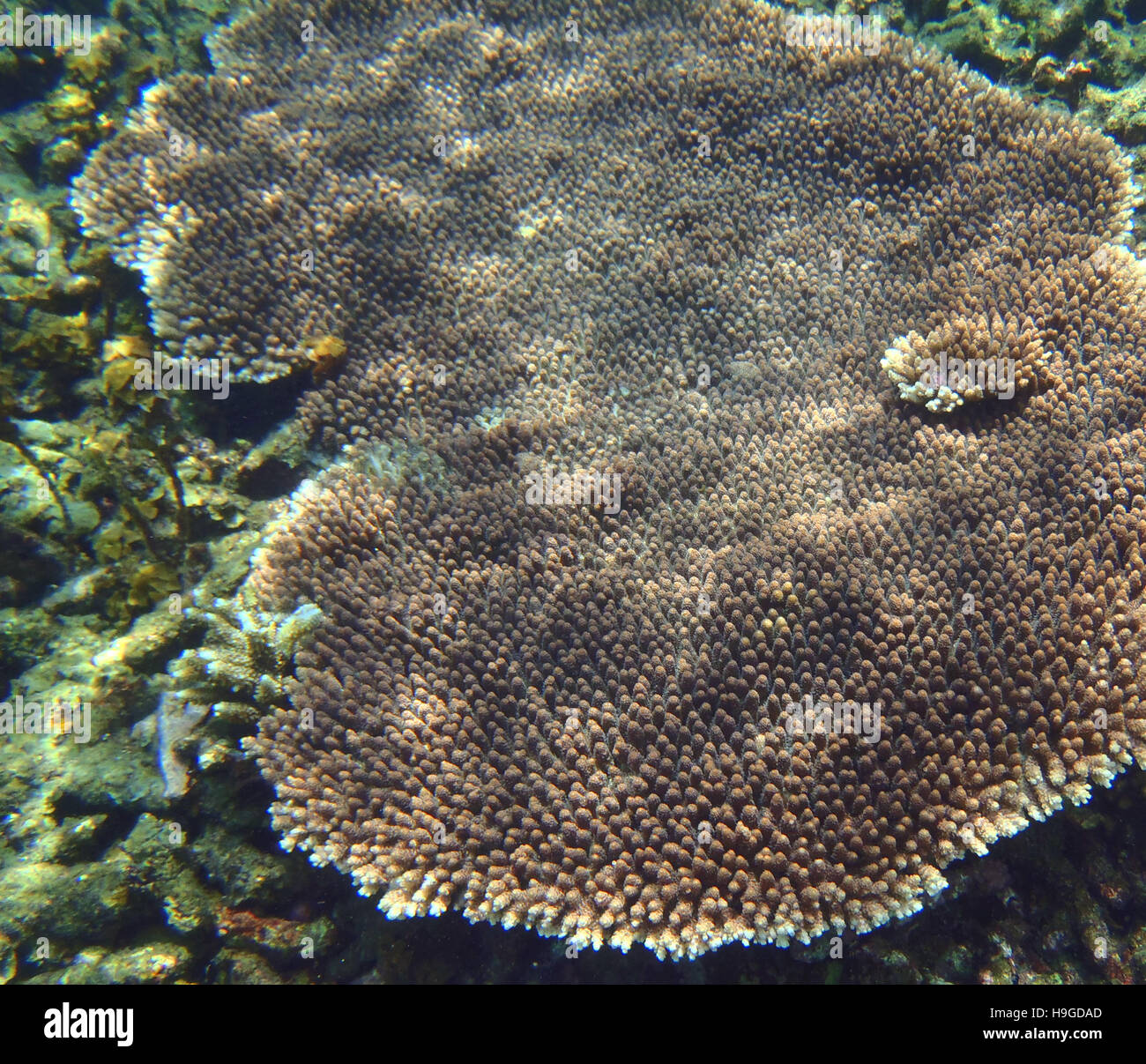 Tropical coral reef in Indonesia Stock Photo Alamy