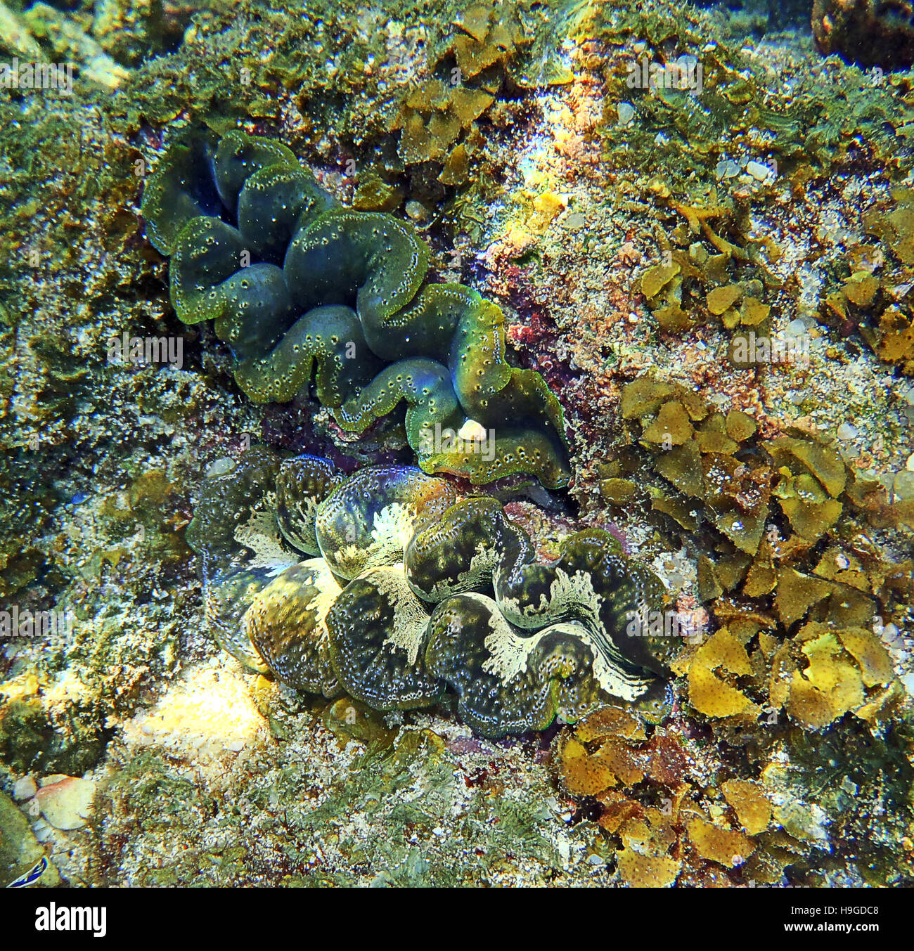 Big clam group multicolor hidden in rock Stock Photo Alamy