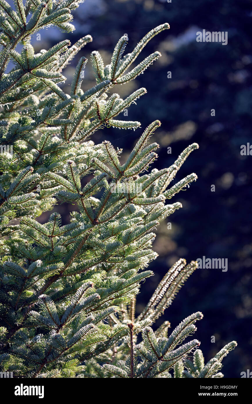 Fir tree branches Stock Photo - Alamy