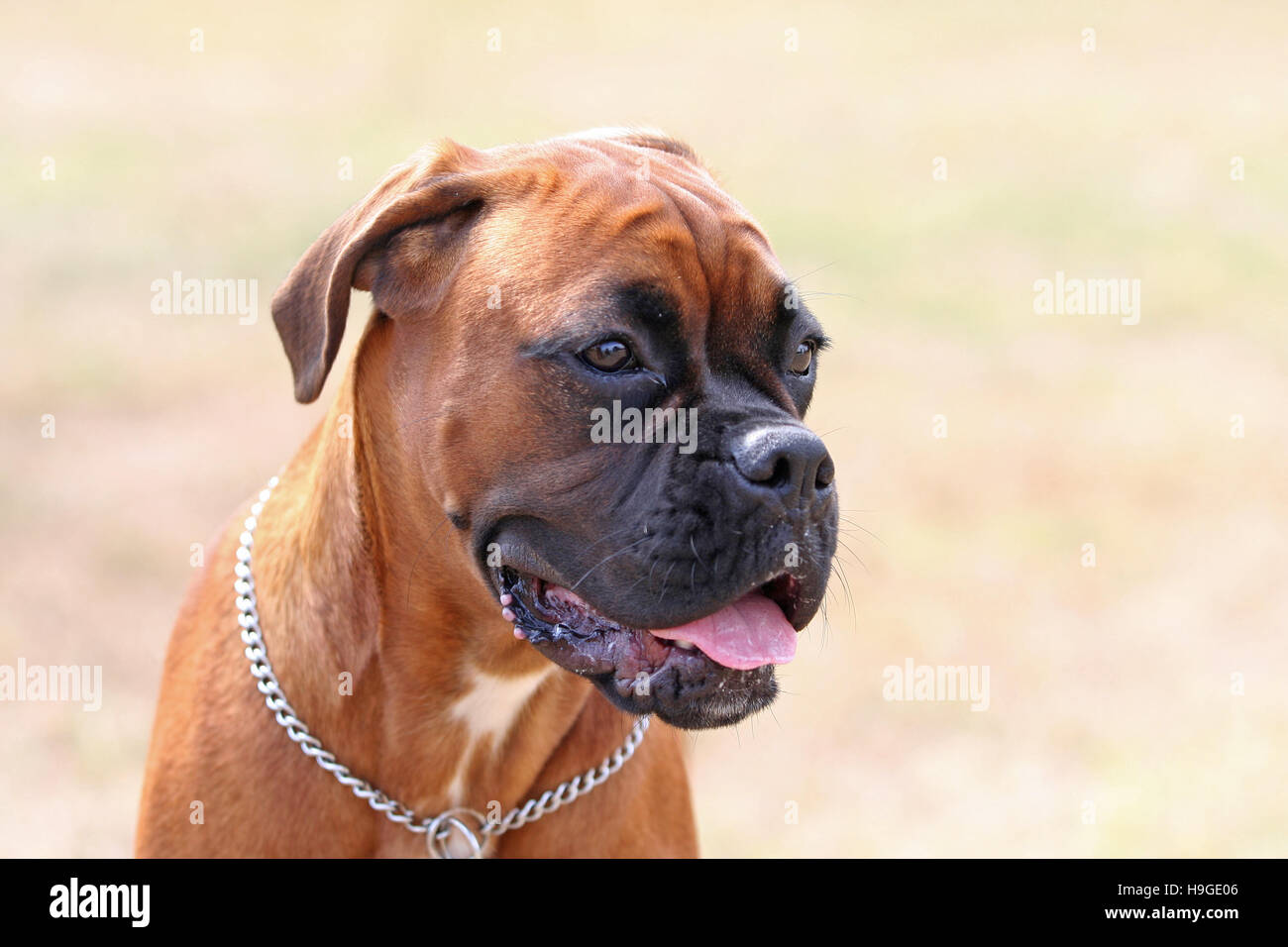 Boxer puppy garden hi-res stock photography and images - Alamy