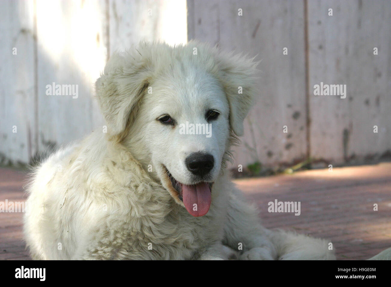 Maremma sheepdog in the garden Stock Photo - Alamy