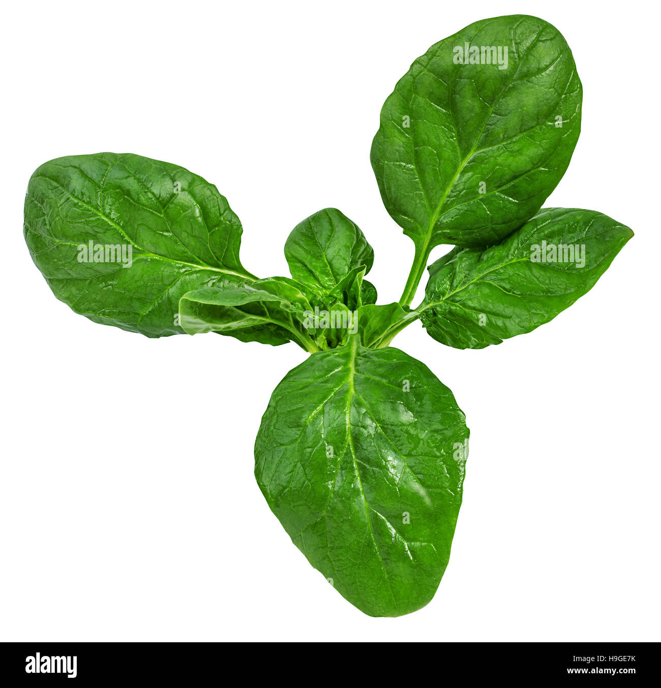 Closeup spinach leaf hires stock photography and images Alamy