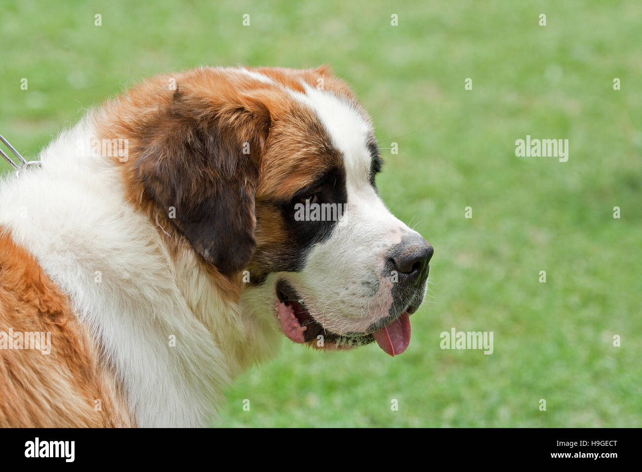 21+ Saint Bernard Christmas Yard Decoration 2021