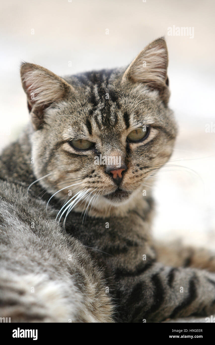 Grey cat in the garden Stock Photo - Alamy