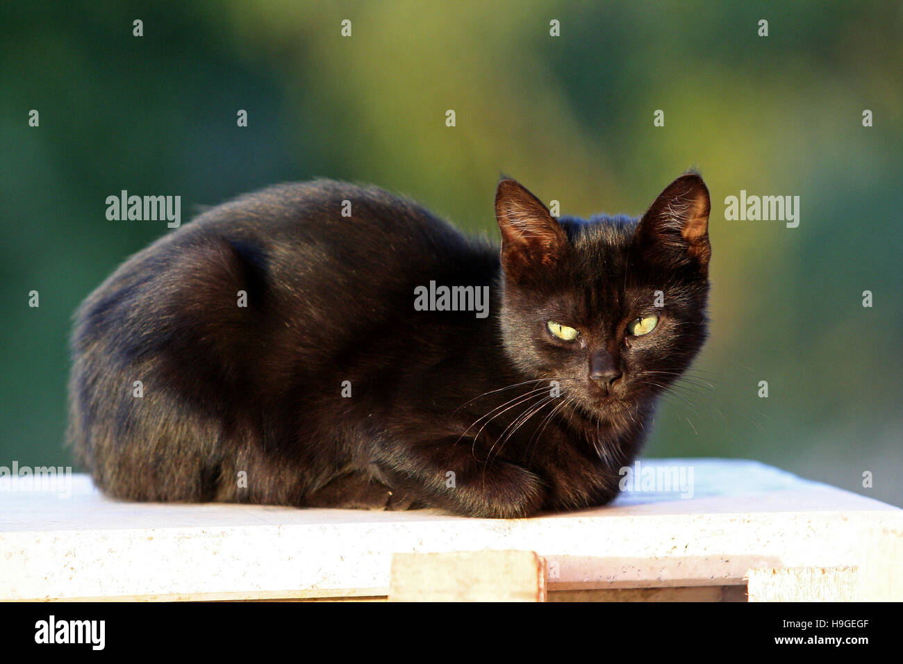 Black cat animal hi-res stock photography and images - Alamy