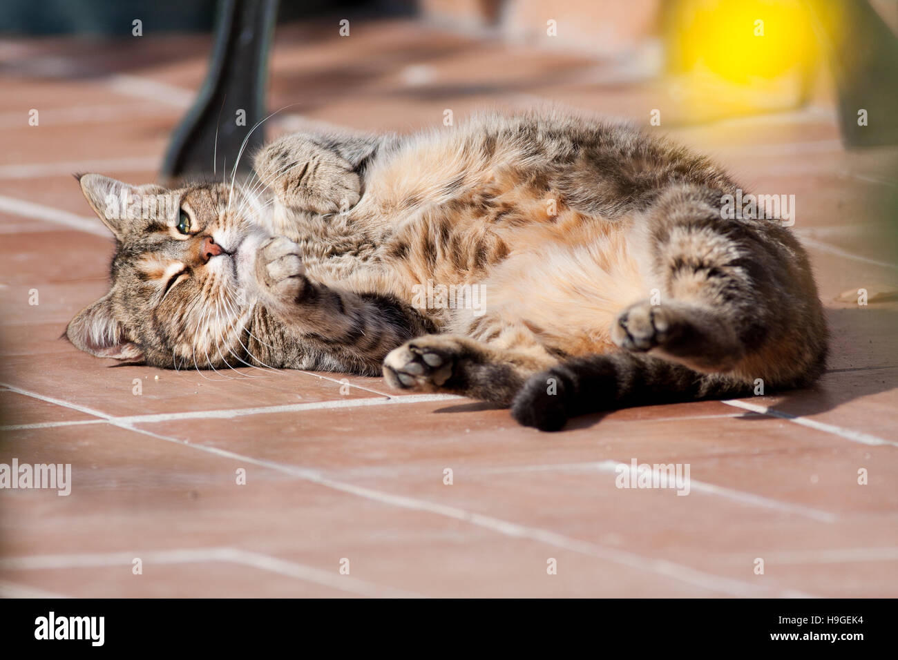 Portrait of cat in the garden Stock Photo - Alamy