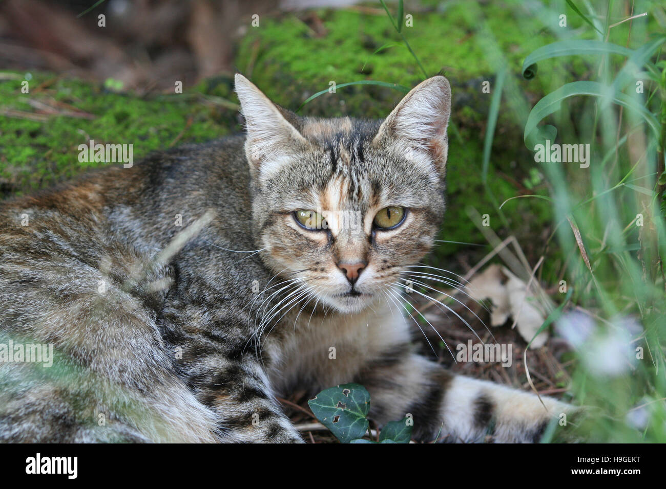 Grey cat in the garden Stock Photo - Alamy