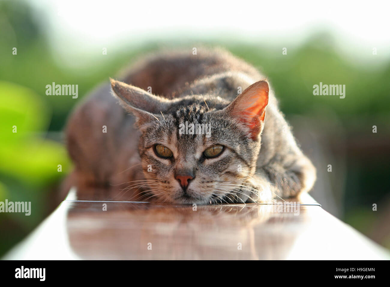 Grey cat in the garden Stock Photo - Alamy