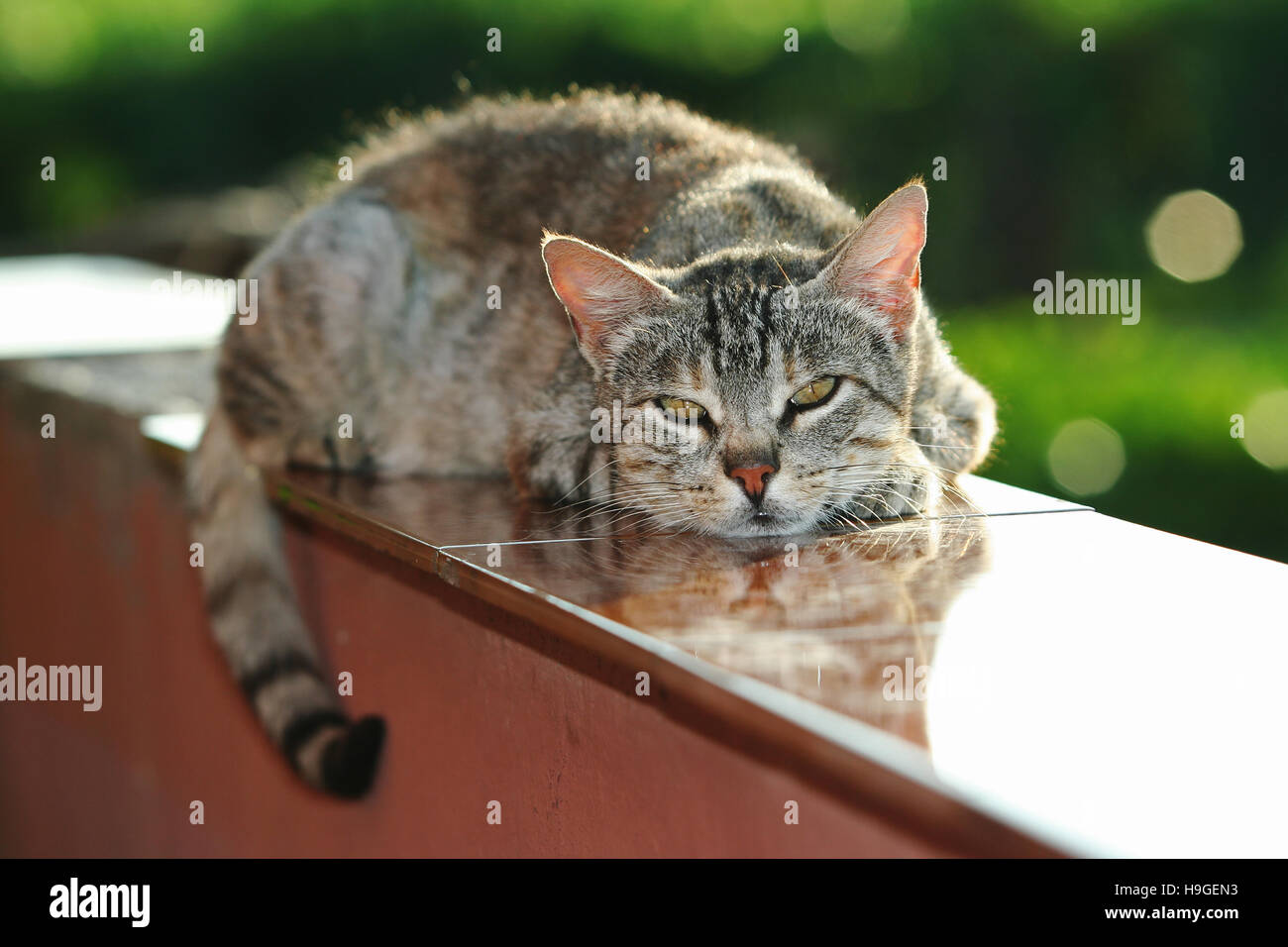 Grey cat in the garden Stock Photo - Alamy