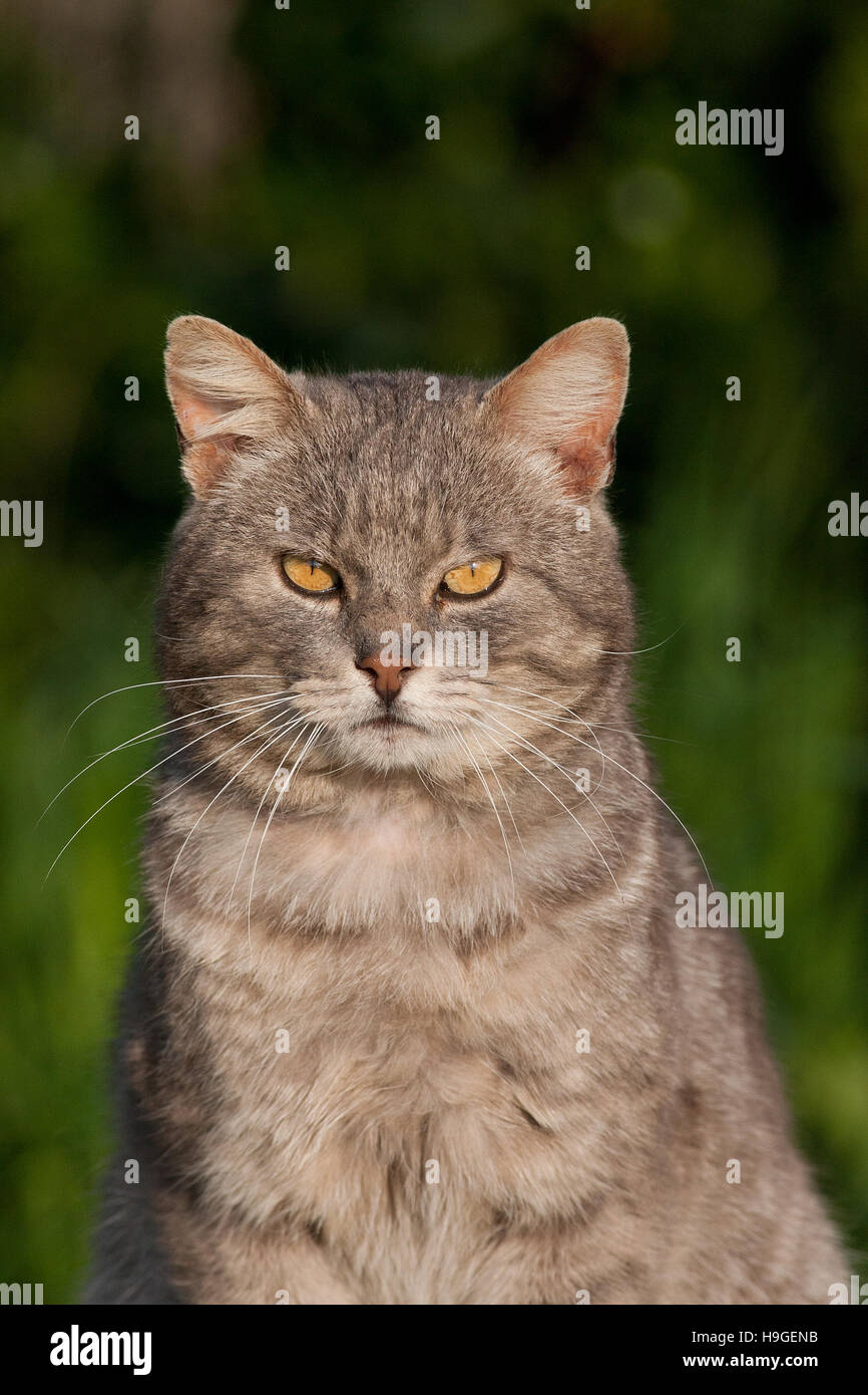 Portrait of cat in the garden Stock Photo - Alamy