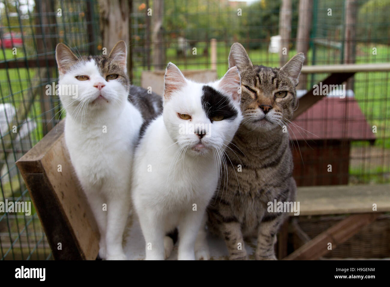 Three cats in the garden Stock Photo