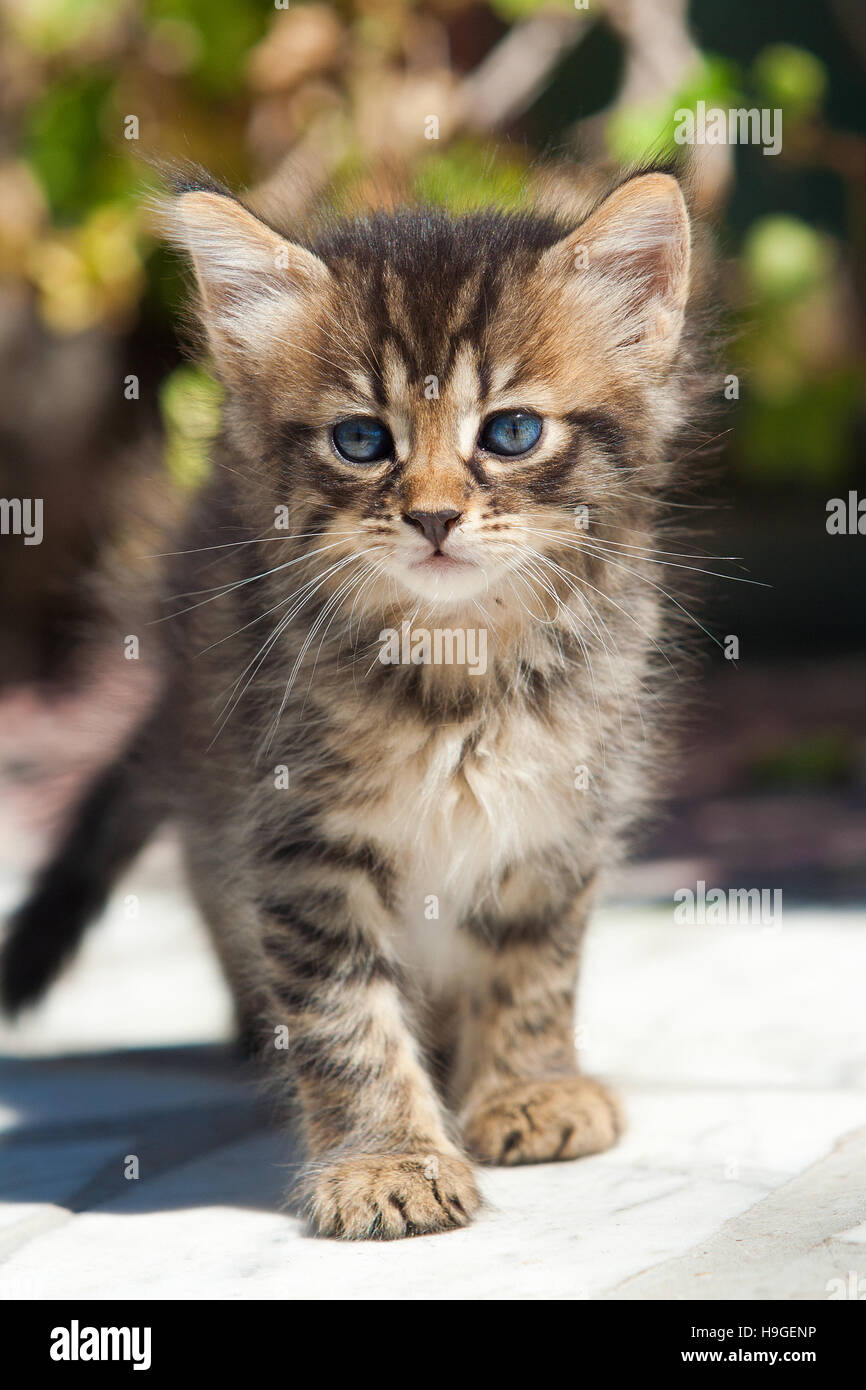Little kitten with blue eyes Stock Photo - Alamy