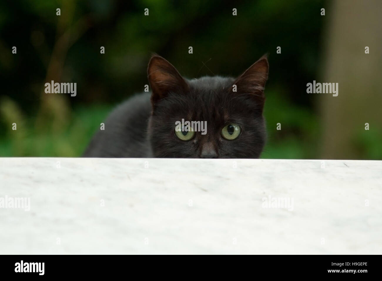 Black cat in the garden Stock Photo - Alamy