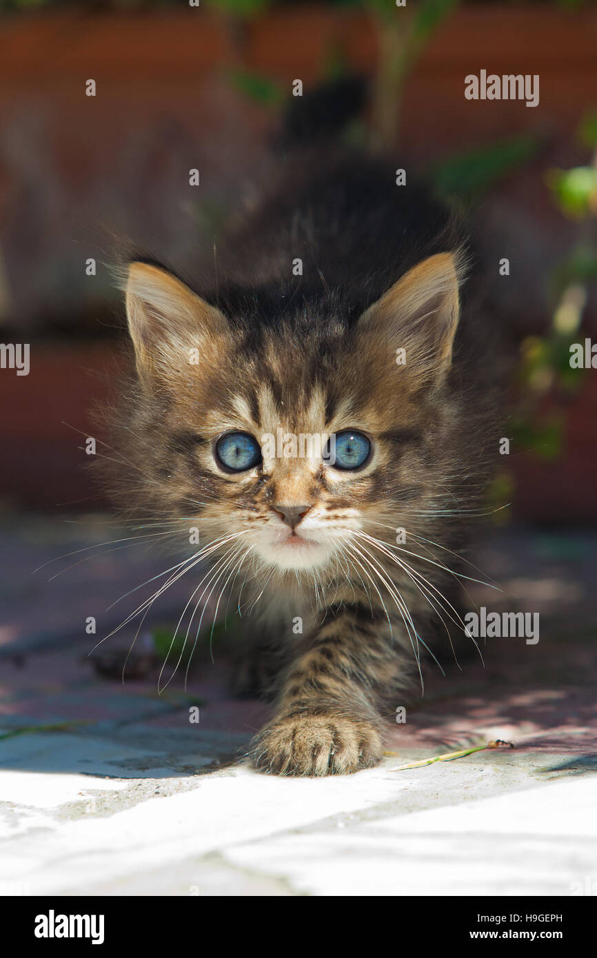 Little kitten with blue eyes Stock Photo - Alamy
