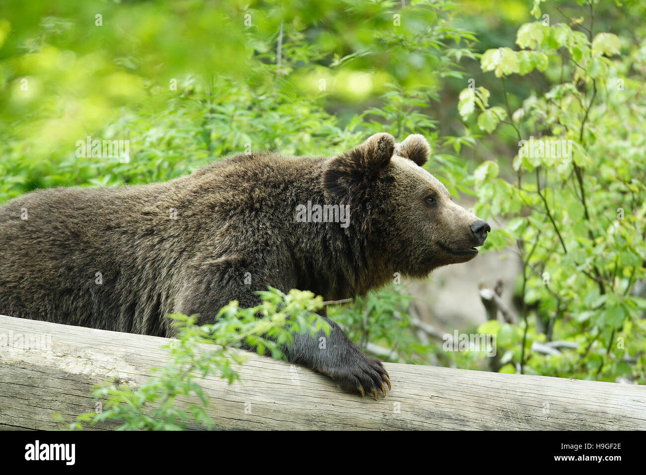 Brown bear in the forest of the Bayerische Wald National Park In Germany Stock Photo