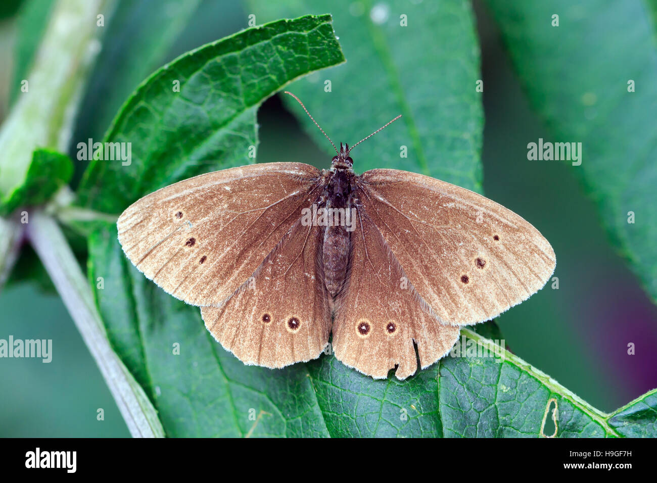 Ringlet Butterfly sat on a leaf in an English garden Stock Photo