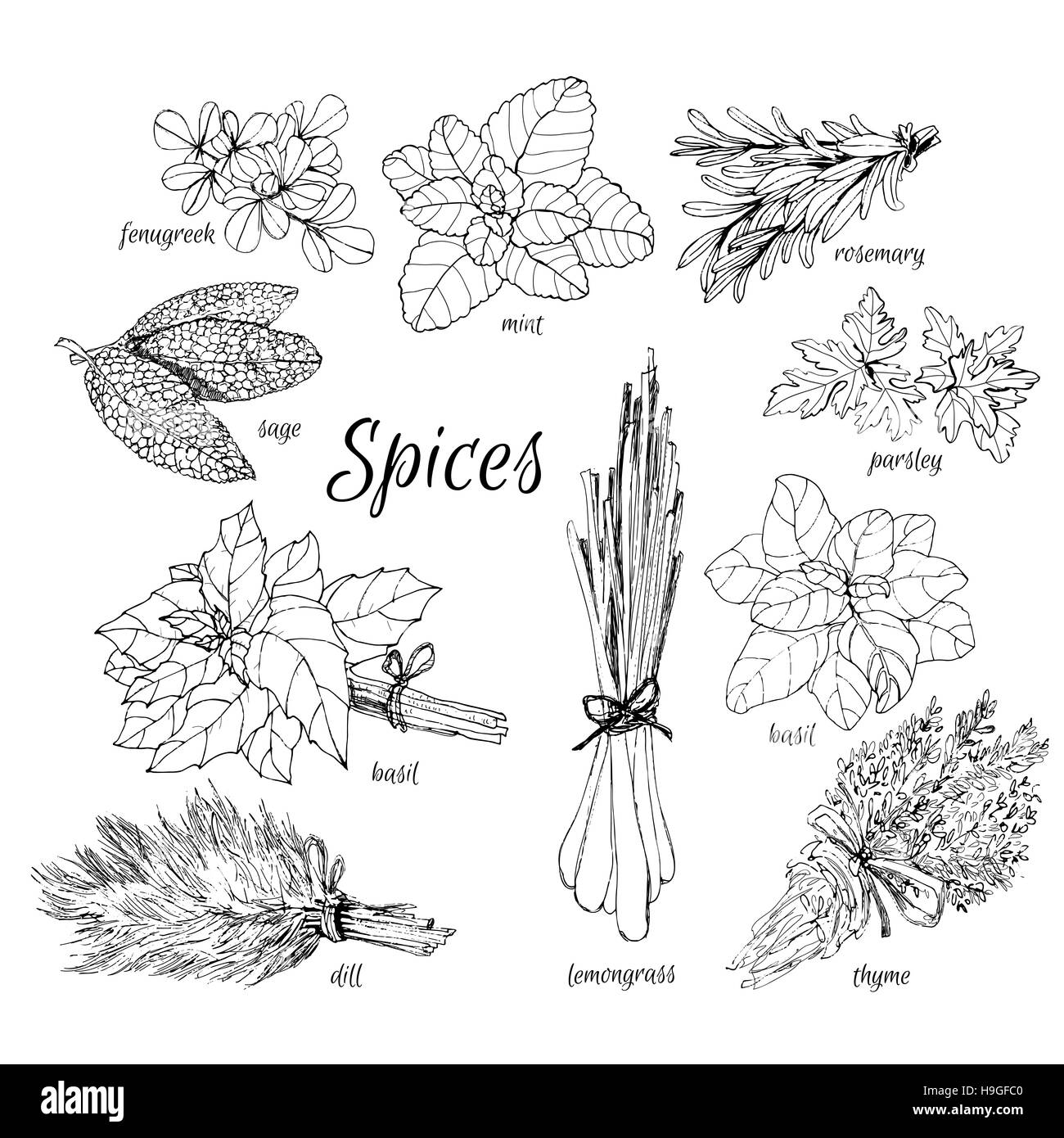 Collection of herbs. Hand drawn graphic illustrations Stock Photo Alamy