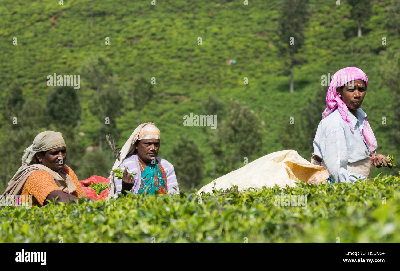 Three women pick tea leaves Stock Photo Alamy